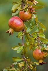 Close Up View Of Ripe Pomegranates Hanging In Sunlit Orchard Branches