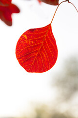 Young Leaf Turning Red Signifying Coming Of Autumn In Forest