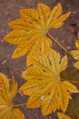 Macro View Of Scattered Fallen Autumn Leaves Creating Colorful Forest Floor Texture