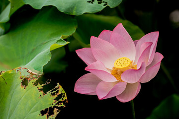 lotus, water lily, summer, lake, dragonfly, bird, duck, nature, green 