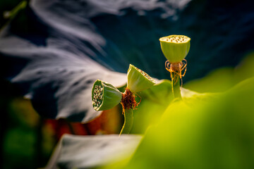 lotus, water lily, summer, lake, dragonfly, bird, duck, nature, green 