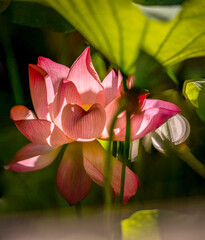 lotus, water lily, summer, lake, dragonfly, bird, duck, nature, green 
