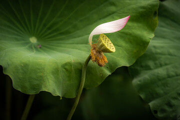 lotus, water lily, summer, lake, dragonfly, bird, duck, nature, green 