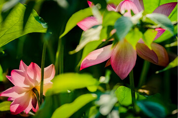 lotus, water lily, summer, lake, dragonfly, bird, duck, nature, green 