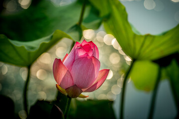 lotus, water lily, summer, lake, dragonfly, bird, duck, nature, green 