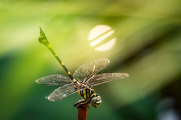 lotus, water lily, summer, lake, dragonfly, bird, duck, nature, green 