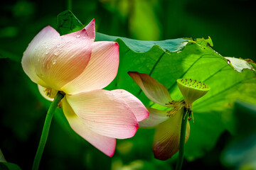 lotus, water lily, summer, lake, dragonfly, bird, duck, nature, green 