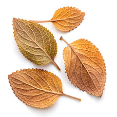 Dried oregano leaves isolated on white background, popular culinary herb used for seasoning,