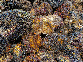 High-quality palm oil mill process with fresh fruit bunches ready for sterilization. Industrial setup ensuring efficient crude palm oil extraction for sustainable production