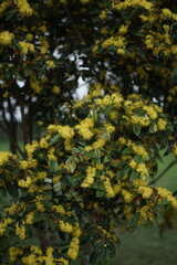 yellow maple tree