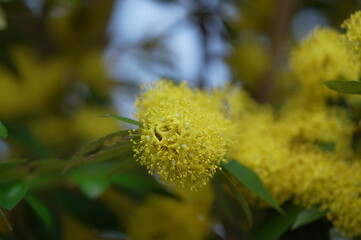 yellow flower of a dandelion