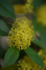 bee on yellow flower