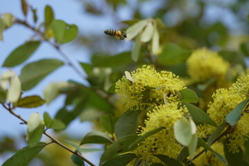 bee on a flower