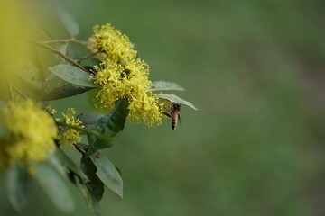 caterpillar on a flower
