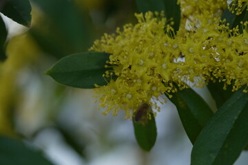 yellow flowers of a tree