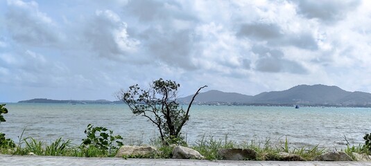 Mangrove trees growing along the coast help protect against erosion by sea waves.