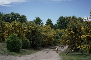 olive tree plantation