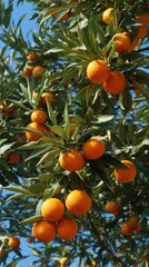 Vertical: Looking up through branches filled with oranges against a sunny sky, lush green and vibrant citrus fruits everywhere,