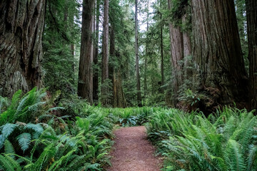 Serene Path Through Redwood Forest