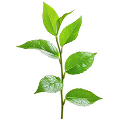 Obraz premium Close-up of vibrant green leaves on a stem. Fresh, healthy foliage against a black background