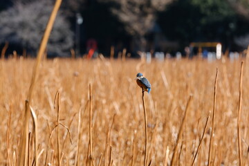 Common Kingfisher (Alcedo atthis) Perched on Dried Reed in Tokyo, Japan