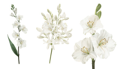 Obraz premium Elegant composition featuring three delicate white floral arrangements against an isolated canvas