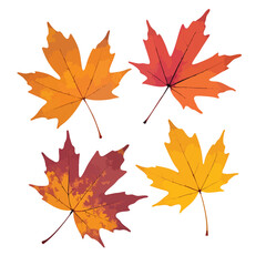 Fototapeta premium Four maple leaves are shown in autumn shades of red, orange, and yellow, isolated on a white backdrop Great for seasonal design and backgrounds.