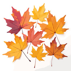 Obraz premium Several brightly colored maple leaves in reds, oranges, and yellows are artistically arranged on a clean white background, perfect for seasonal designs and backgrounds.