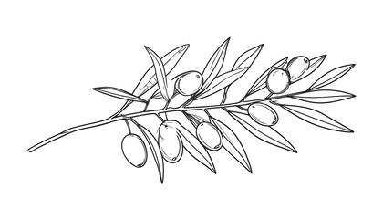 Olive branch drawing