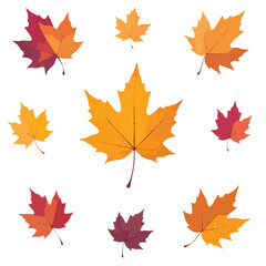 Fototapeta premium Isolated maple leaves in autumn colors of orange, red and yellow are scattered on a white background and can be used for seasonal projects.