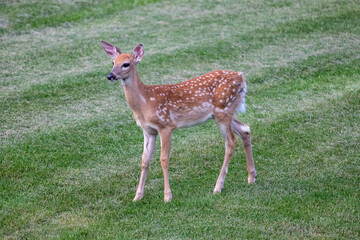 Close up view of a young spotted white-tailed deer fawn with Virginia stickseed burs covering parts of its fur
