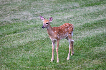 Close up view of a young spotted white-tailed deer fawn with Virginia stickseed burs covering parts of its fur
