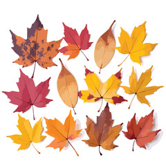 Fototapeta premium A diverse collection of colorful autumn leaves are displayed on a clean white background, conveying a seasonal and vibrant mood Great for fall designs and nature related projects.