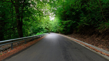 Beautiful road surrounded by lush green trees in a forest