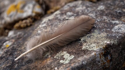 Brown feather on lichen-covered rock, bird migration story, nature art project, outdoor gear ad, wildlife photography

