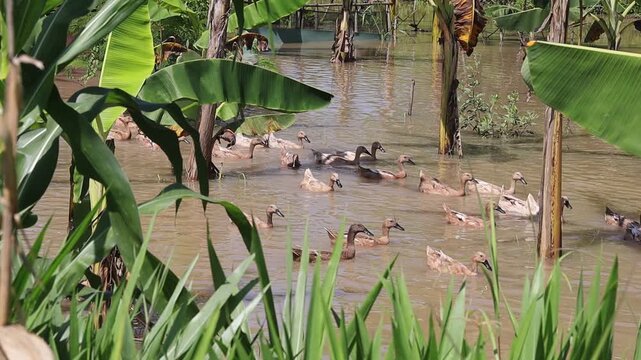 Brown ducks swimming in the flooded river