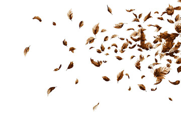 Autumn leaves scattered on black background