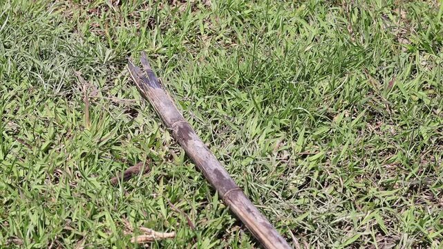 A brown butterfly landed on a bamboo stick in the grass and then flew away.