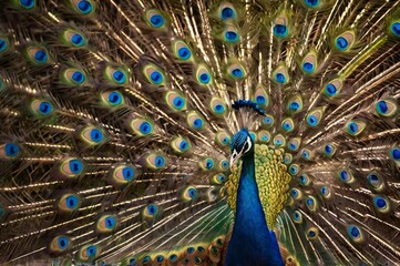 Obraz premium Stunning peacock displays vibrant plumage in radiant full fan with mesmerizing iridescent colors