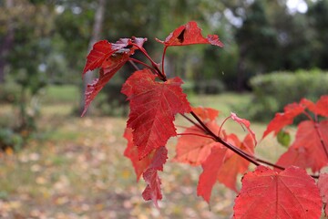 red flower in the autumn