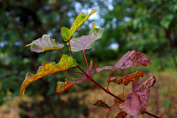 autumn leaves on the tree
