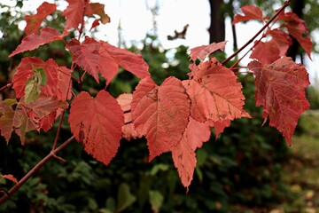 red maple leaves