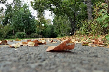 fallen autumn leaves
