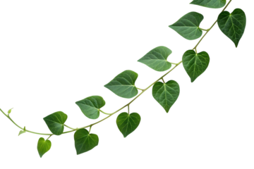 A green plant vine with heart shaped leaves curves gracefully, isolated on a transparent background, perfect for a png.