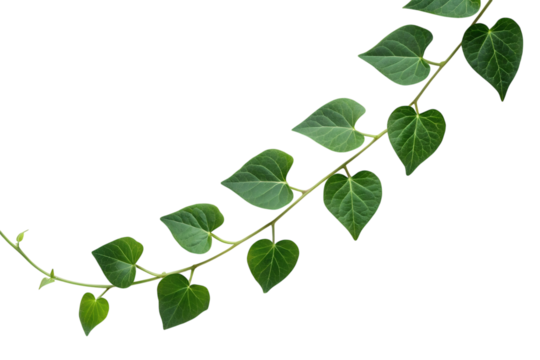 A green plant vine with heart shaped leaves curves gracefully, isolated on a transparent background, perfect for a png.