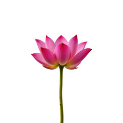 Fototapeta premium Graceful Pink Lotus Flower with Green Stem Isolated on Transparent background
