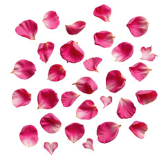 Delicate Pink Flower Petals Floating on a Transparent background