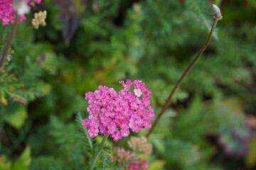 Achillea Millefolium - Yarrow - Firefly Amethyst - Pink Flowers