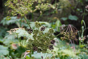 Heracleum Maximum - Cows Parsnip 