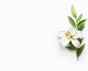 Fototapeta premium White lily blossom with a closed bud and green leaves. The flower is centrally positioned on a stark white background. Space on the left